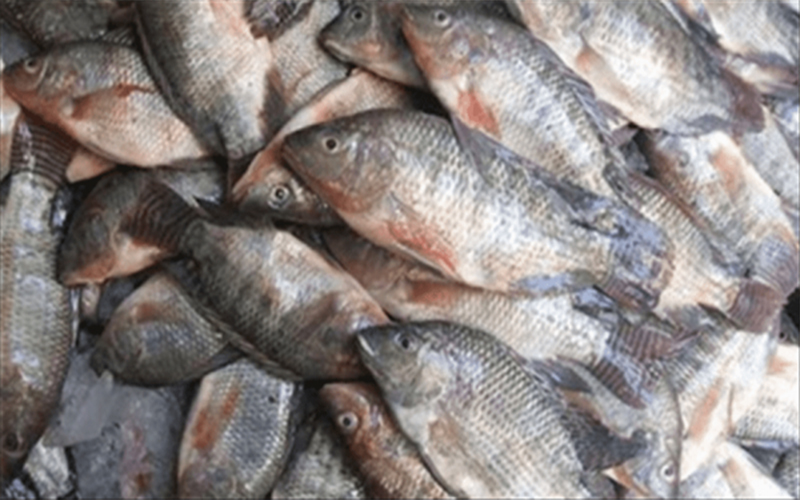 الغذاء والدواء: نتابع سمك الفيليه والمقطوع