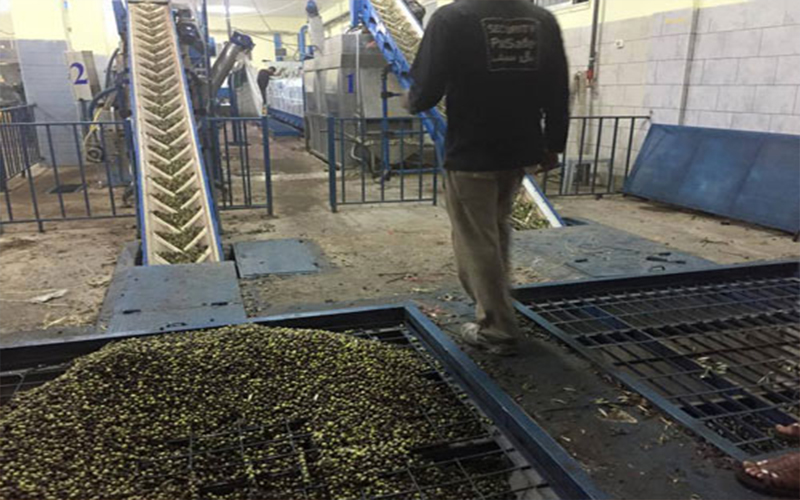 ضبط معصرة زيتون تفرغ الجفت في