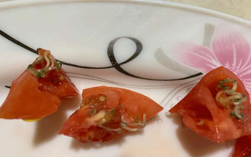 الزراعة توضح حول بندورة اعتبرت خطرة