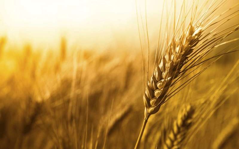 نائب يقترح على الحكومة نثر القمح