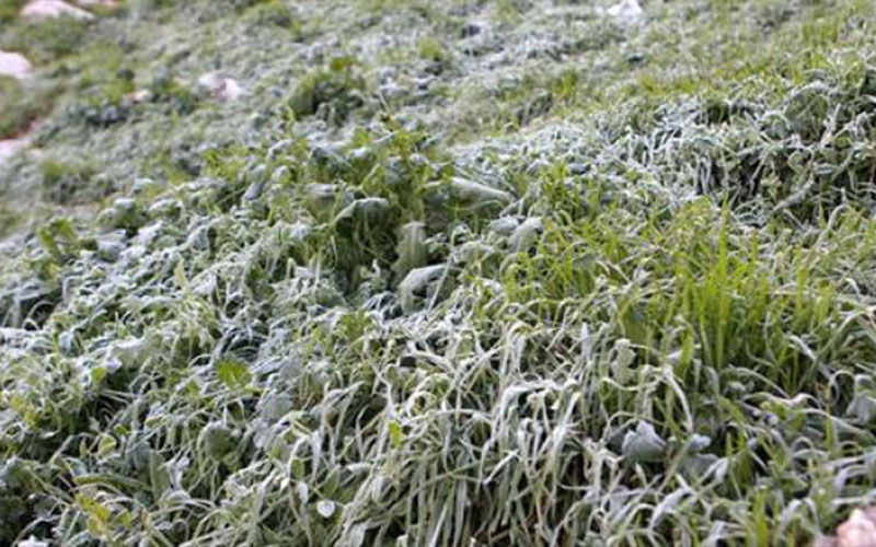 الأرصاد تحذر من خطر تشكل الصقيع