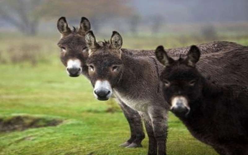 انخفاض عدد الحمير حول العالم