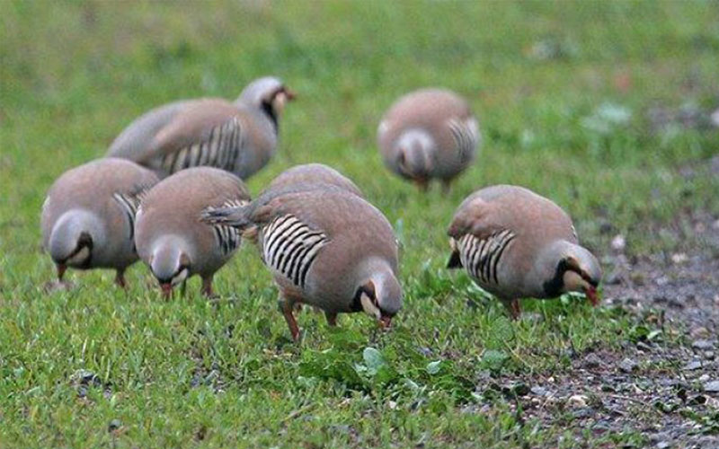 الجمعية الملكية تطلق مجموعة من طيور