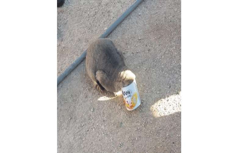 الدفاع المدني ينقذ قطة