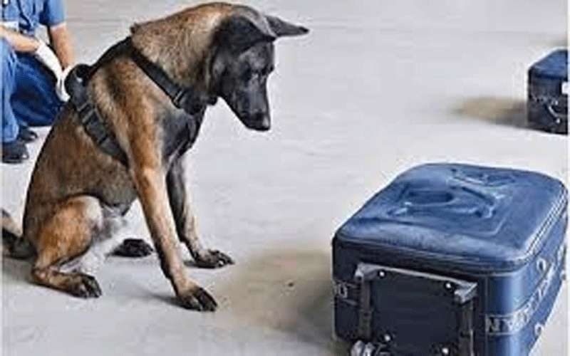 أمريكا توقف إرسال الكلاب المدربة الى