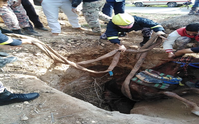 الدفاع المدني ينقذ حصانا وقع داخل