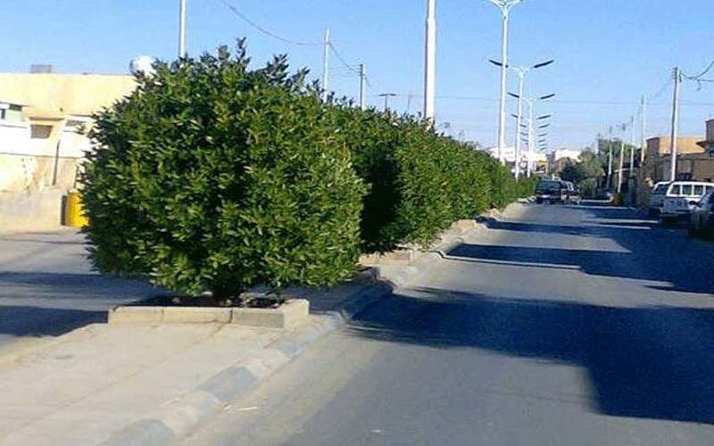 الأمانة زرعت 25 ألف شجرة