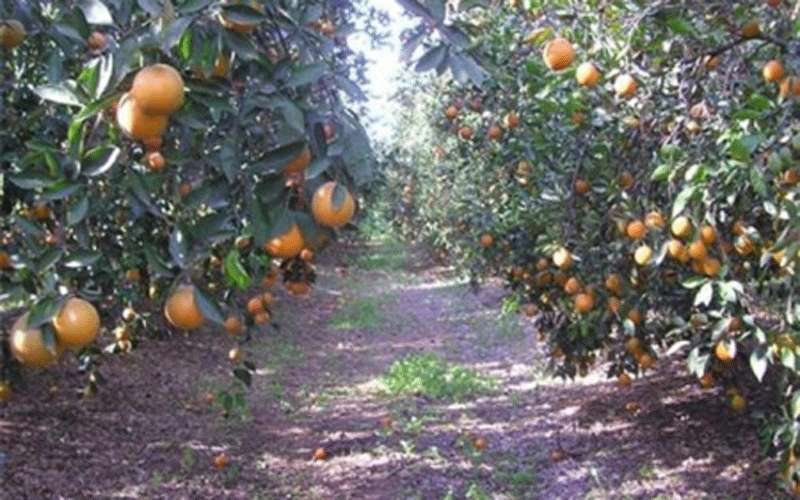 الشحاحدة: سنكتفي ذاتيا من الحمضيات بعد