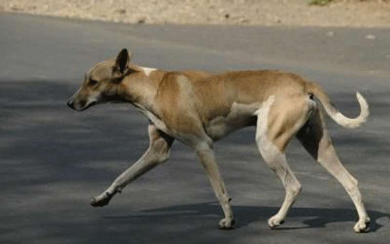 كلب يعقر رأس رضيعة في الكرك