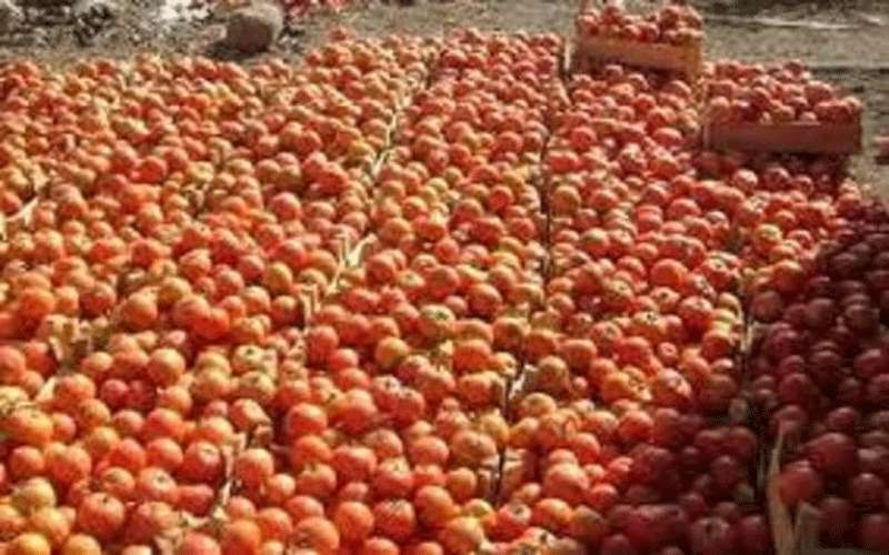 مزارعو اغوار الكرك: ساحة الصادرات مأساة