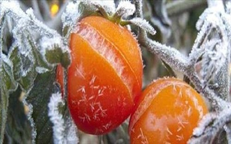 دعوة للمزارعين للاحتياط من الصقيع