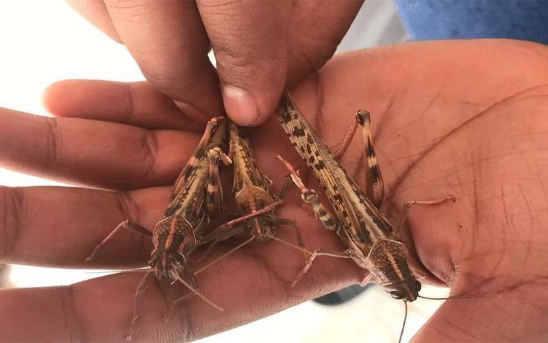 الزراعة: الأردن مهدد بدخول أسراب جراد