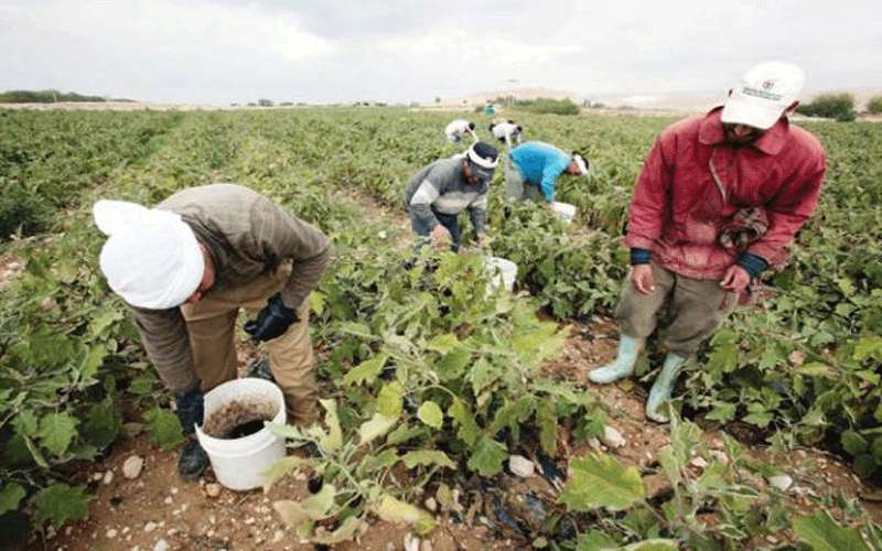مزارعو أغوار الكرك يرفضون التضييق على
