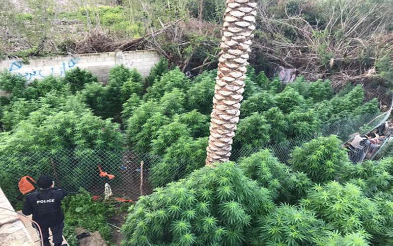 ضبط طن ماريجوانا (صور)