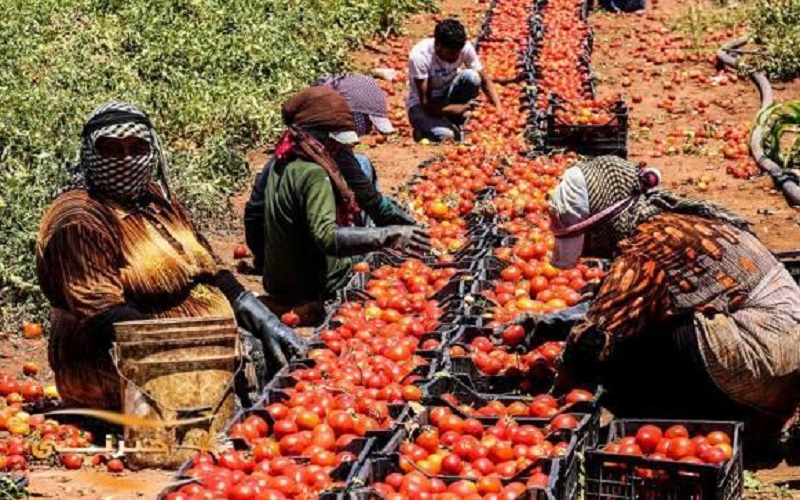 توضيح حول ظاهرة تغزو بندورة الأردن