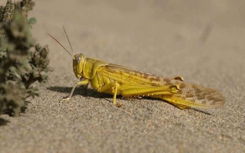 الزراعة: الحرارة والرياح تساعدان الجراد