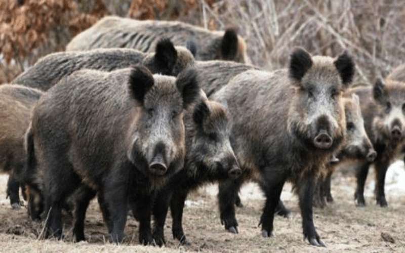 الأغوار الجنوبية: مزارعون يشكون من مهاجمة