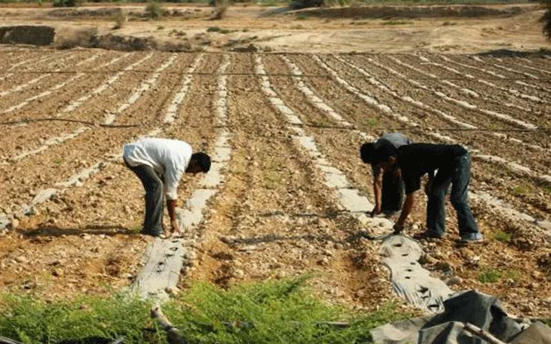 تصويب أوضاع العمالة الوافدة.. العمل تؤكد