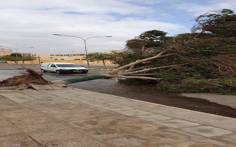 الزراعة تتعامل مع 650 ملاحظة لاشجار