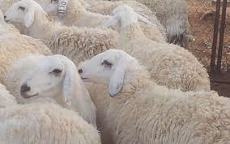 مسلخ عمان يعرض 4000 رأس من