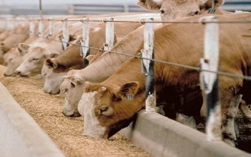 بدء توزيع الأعلاف الإثنين