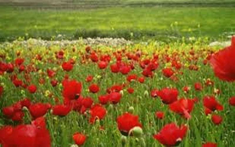 الجمعة.. طقس ربيعي لطيف ومشمس في