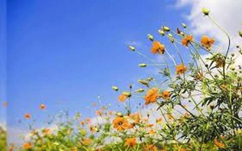 الثلاثاء.. زيادة تأثير منخفض البحر الأحمر