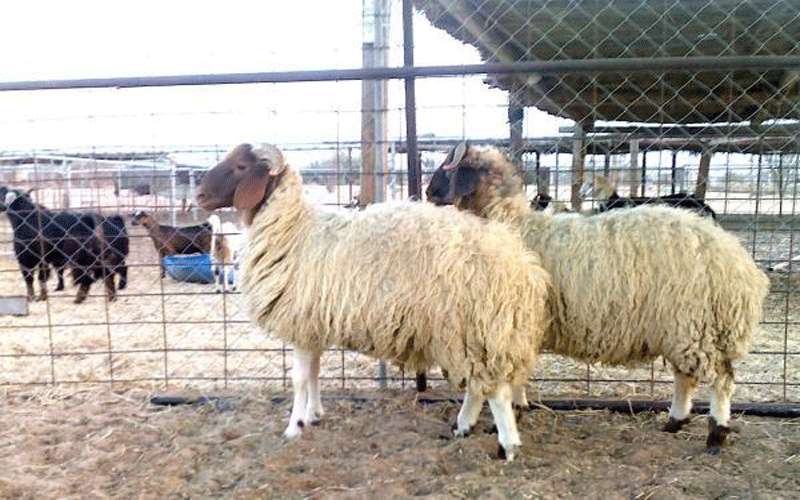 شروط خاصة لمربي المواشي واصحاب البساتين