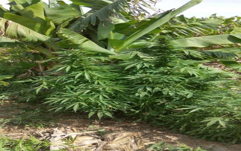 ضبط ٣٠٠ كغم من مادة الماريجوانا