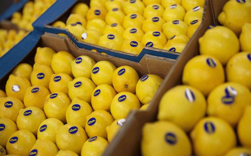 الزراعة: انخفاض أسعار الليمون بنسبة 50%