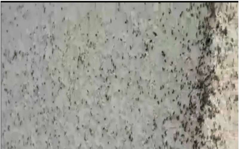 “الزراعة”: حملات رش لمواجهة “البق الصحراوي”