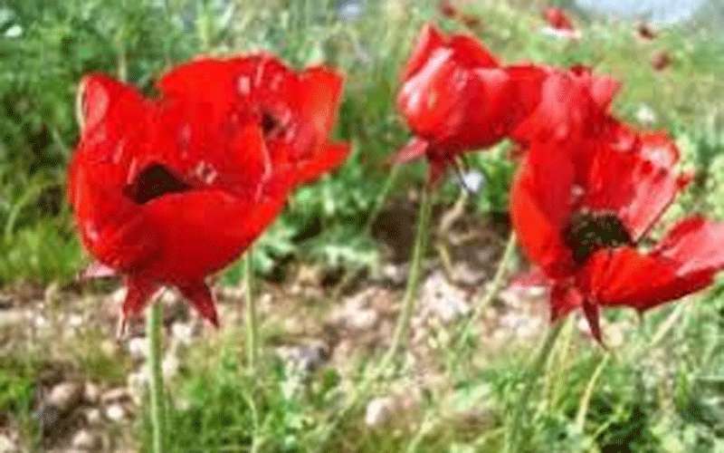 طقس ربيعي لطيف إلى معتدل نهارا