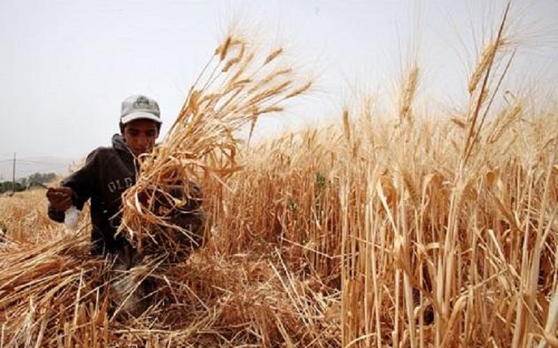 9 ملايين دونم مساحة الاراضي الصالحة