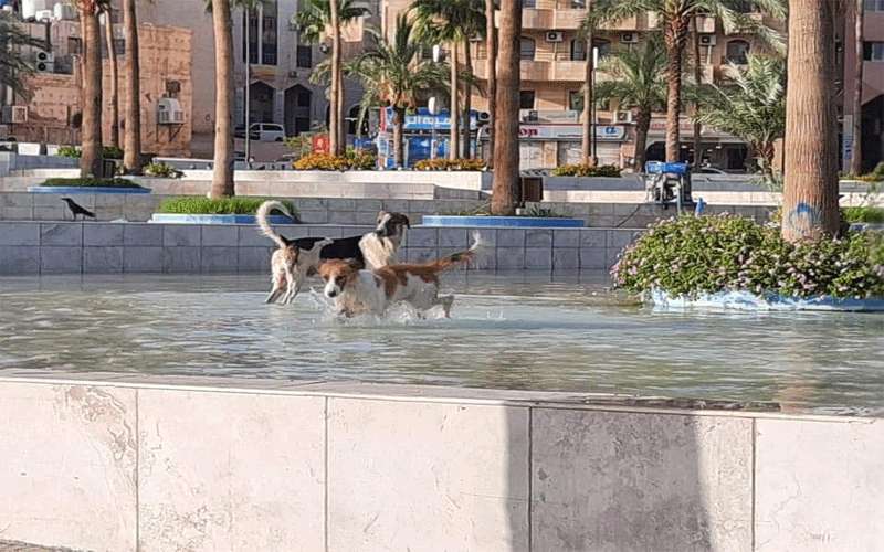 إصابة طفل إثر سقوطه هربا من