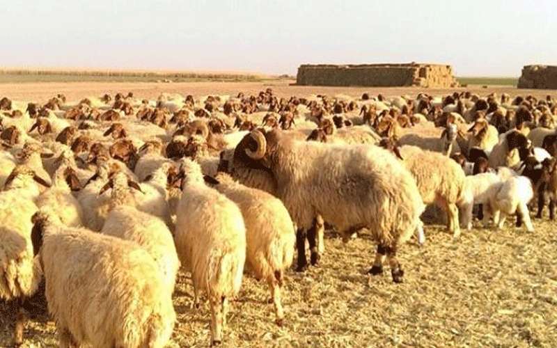 الأردن يصدر 250 الف رأس غنم