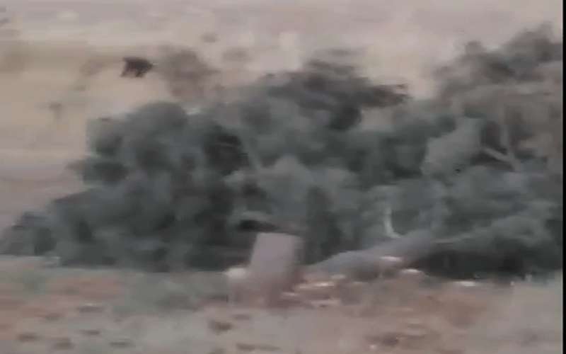 مجهولون يعتدون على اشجار حرجية زرعتها