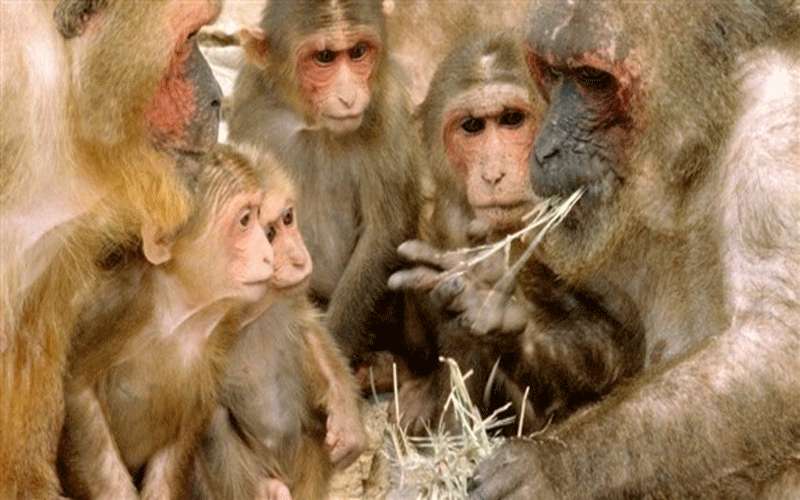 هذا ما حدث عند حقن قردة