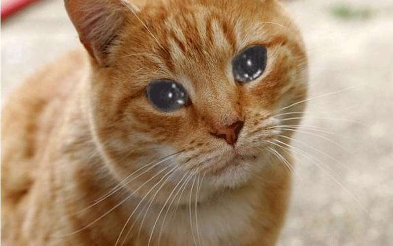 رجل يشوي قطة في الشارع العام