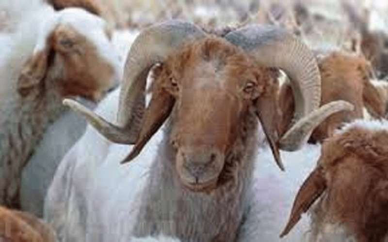 الحكومة: 450 ألف راس مستوفية لشروط