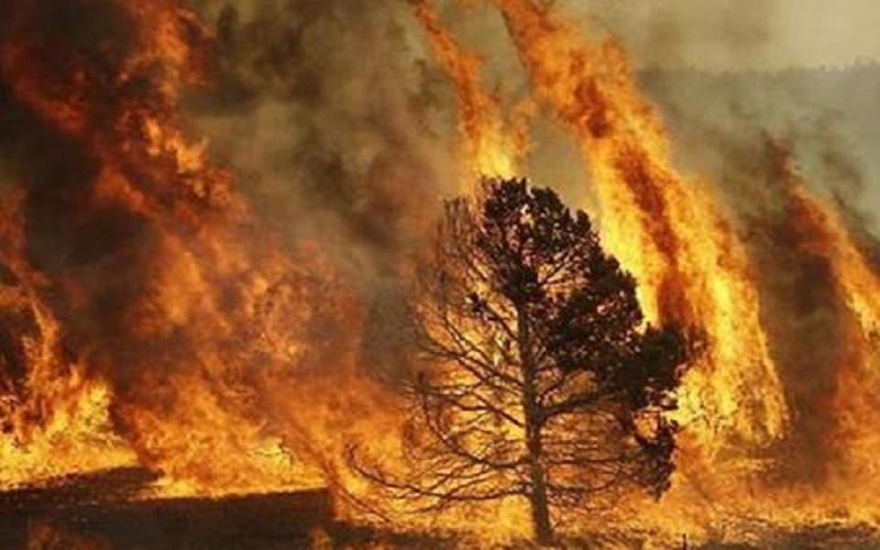 جرش .. 40 حريقا في الغابات