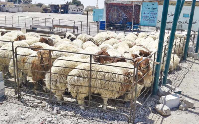 ترجيح منع اقامة حظائر بيع الأضاحي