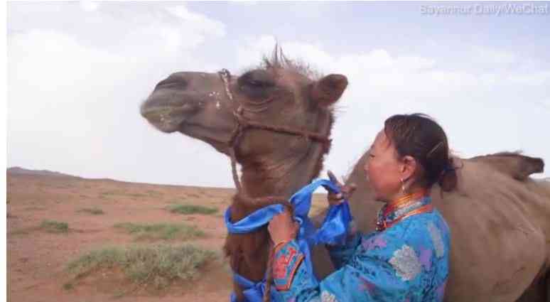 جمل يقطع 100 كم ليعود إلى