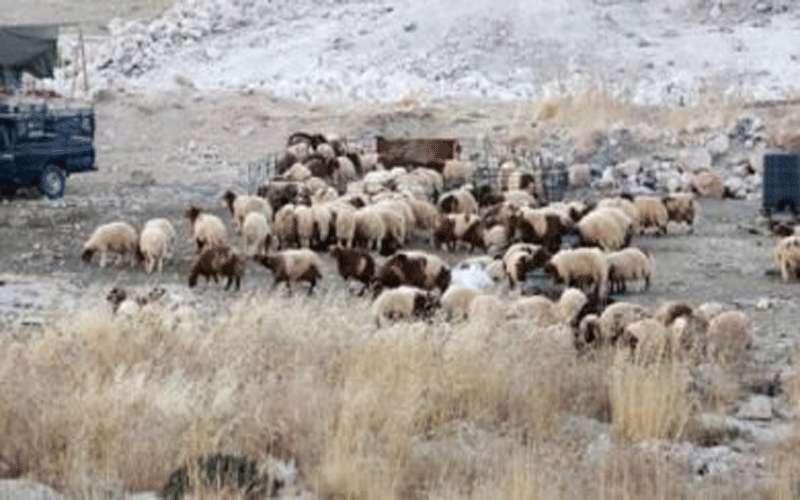 منع حظائر الأضاحي داخل حدود بلدية