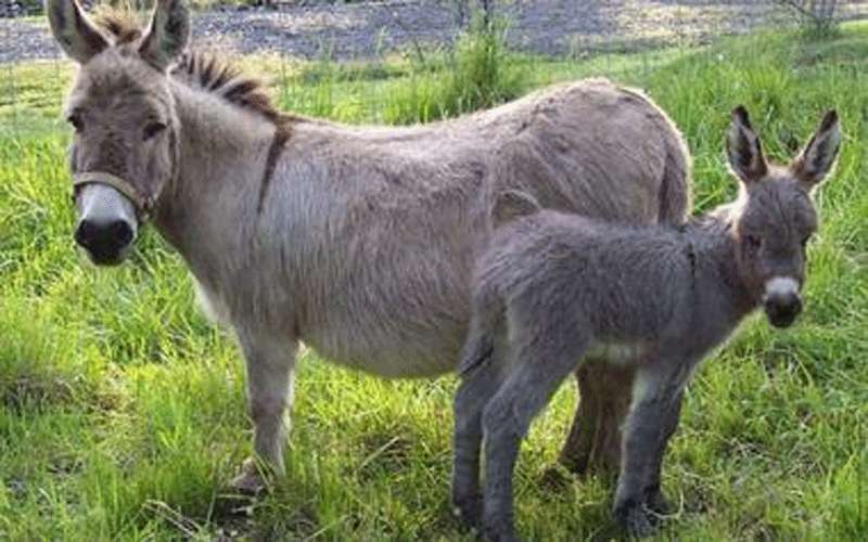 السجن 3 سنوات و غرامة 1800