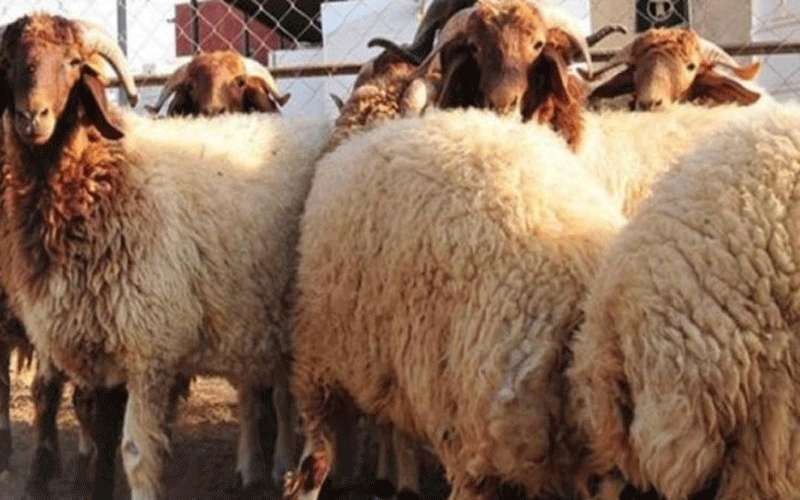 بالأسماء .. أمانة عمان تعلن عن