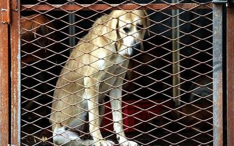 بدء موسم تناول الكلاب في كوريا