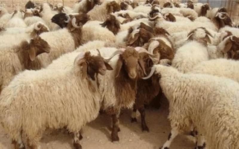 الأمانة: لن نسمح ببيع الأضاحي بلا