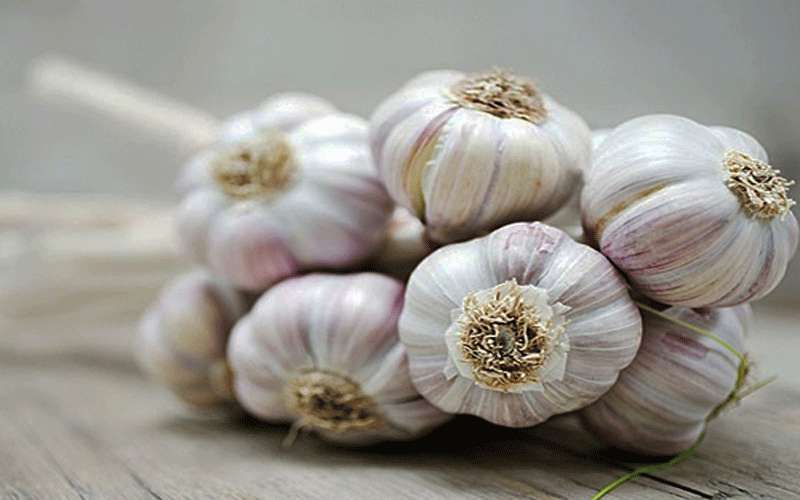 الاردن .. كيلو الثوم بسعر كيلو