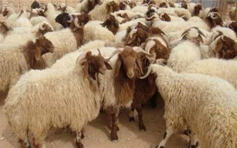 الأمانة: أطباء بيطريون لفحص الأضاحي