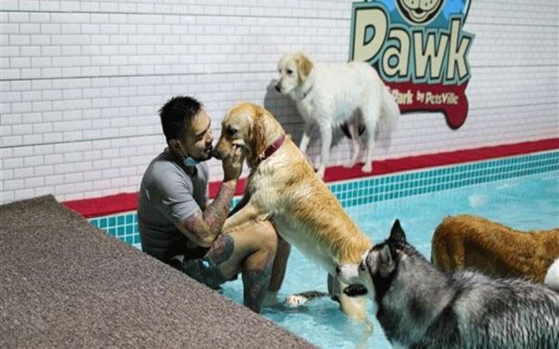 افتتاح منتزه للكلاب في دبي